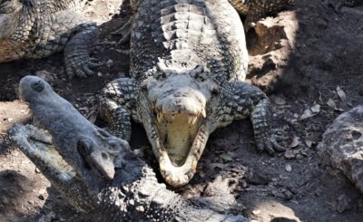Krokodyl kubański